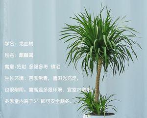 室内大型好养植物推荐（打造舒适室内环境的必备之选）