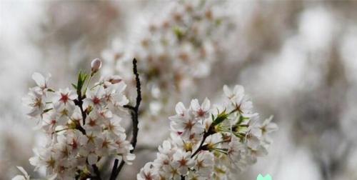 樱花诗的花语（樱花花语的意义及传承）