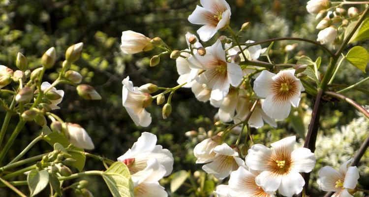 油桐花的花语——守护与希望（探寻油桐花的花语）