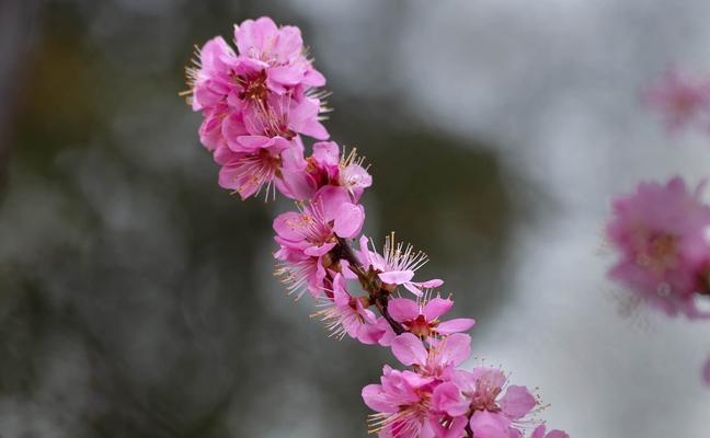 以榆叶梅之花语-美好祝福之语（传递幸福与希望的花朵）