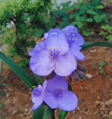 紫露草的花语与寓意（探寻紫露草的神秘花语）