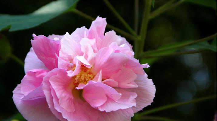 芙蓉之恋（解读芙蓉的花语与美丽）