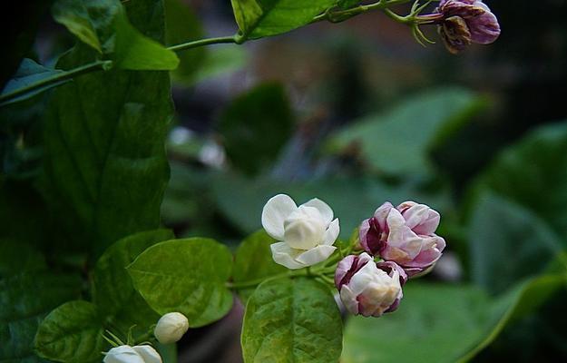 茉莉花语-芬芳传递爱与美（茉莉花语的深刻内涵和传递的情感）