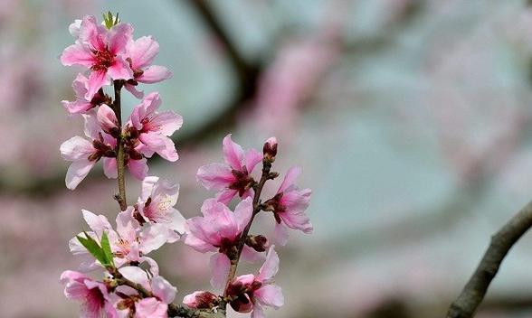 桃花花语与其代表意义（探索桃花花语的深层意义与神秘力量）