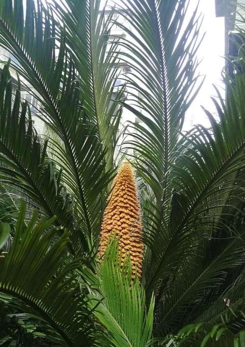 铁树开花的象征意义（奇迹的发生与希望的延续）