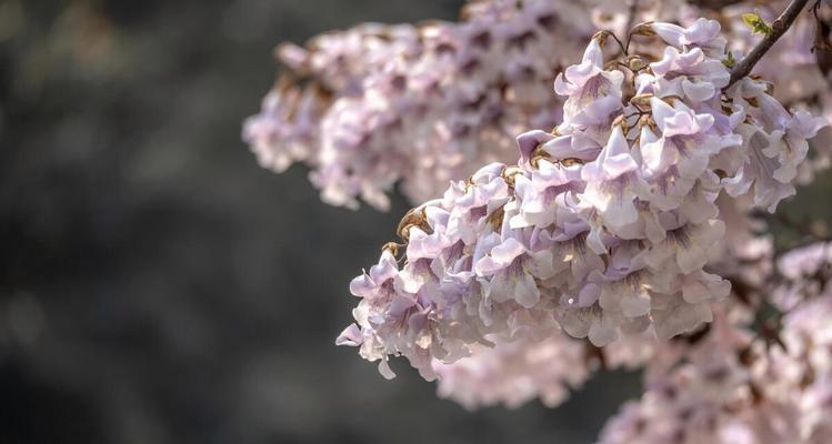 梧桐花的象征意义（传递情感与寄托思念的美丽花朵）