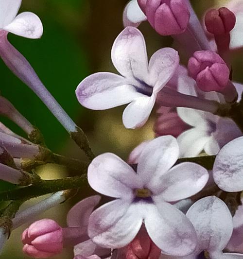 五瓣丁香的花语（以五瓣丁香花为媒介）