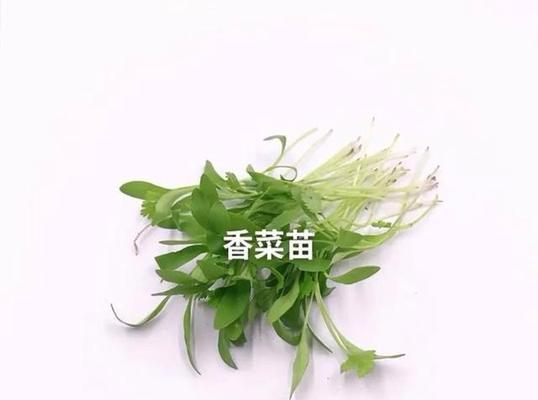 探秘薯子（了解薯子的分类）