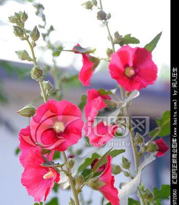 蜀葵花开花时间及特点（探寻蜀葵花的花期和花语）