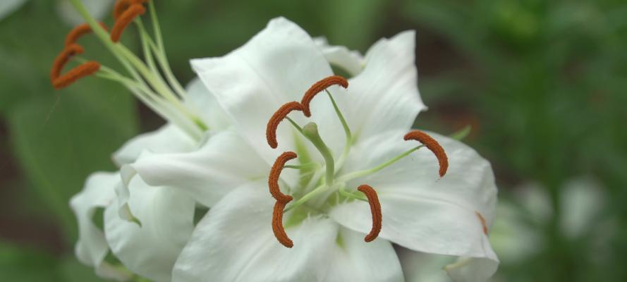 香水百合花语之美——芬芳与纯洁的代表（解读香水百合的花语与含义）