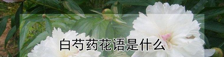 香水草的花语与文化传说（揭秘香水草的芬芳传奇与神秘意义）