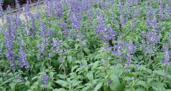 鼠尾草的花序类型及特点剖析（圆锥花序下的多样性与美丽）