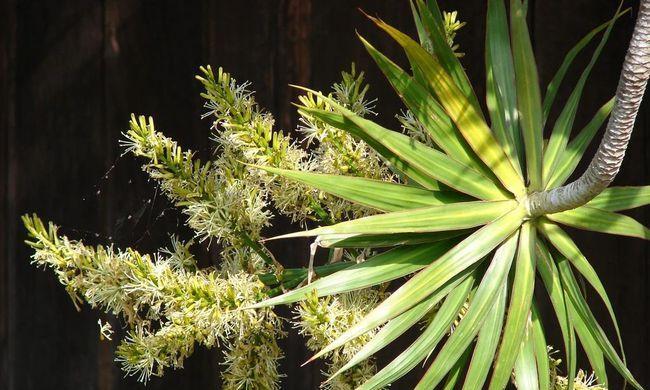 五行属木的植物大观是什么？探寻五行属木植物的美妙世界