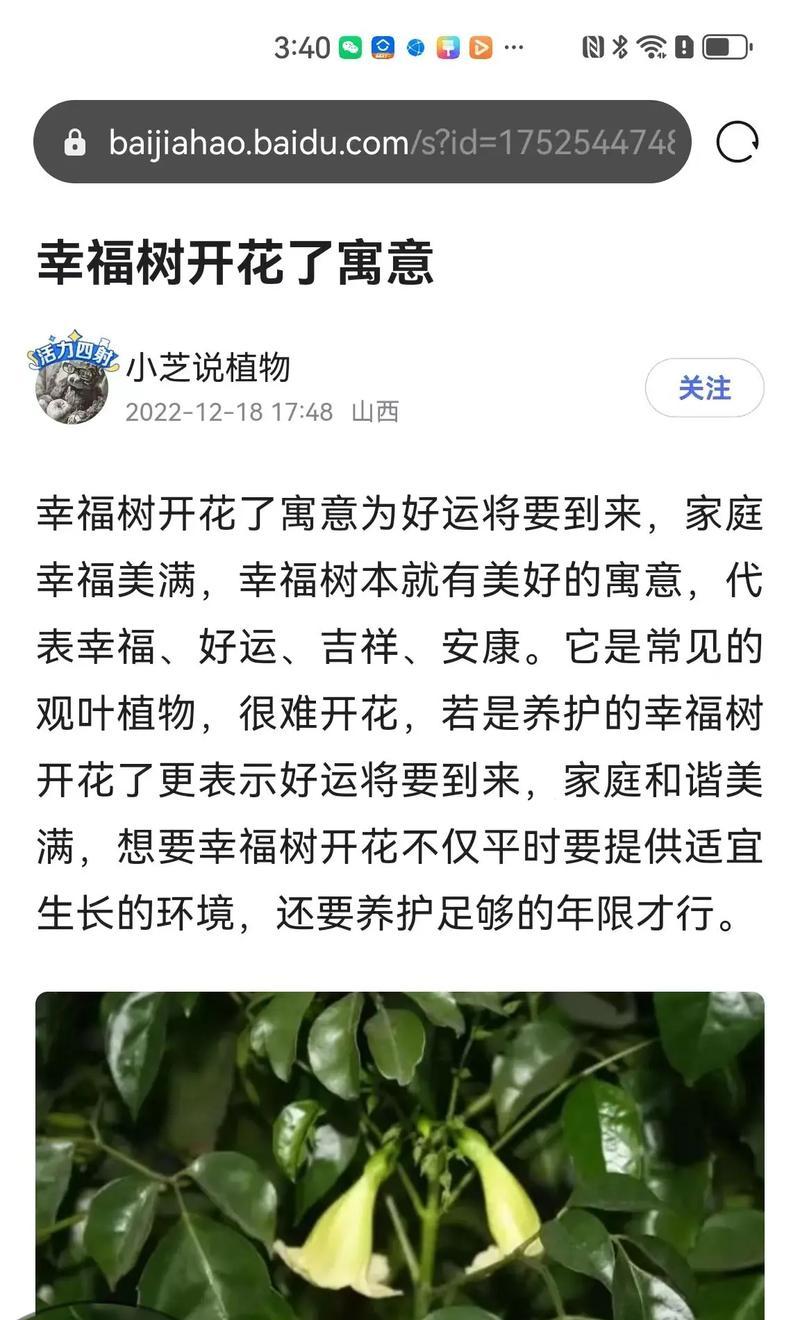 象征幸福的植物有哪些？寓意吉祥