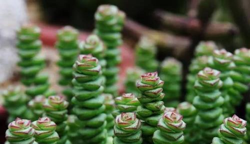 植物中有责任与担当的是什么花？以植物为象征的责任与担当