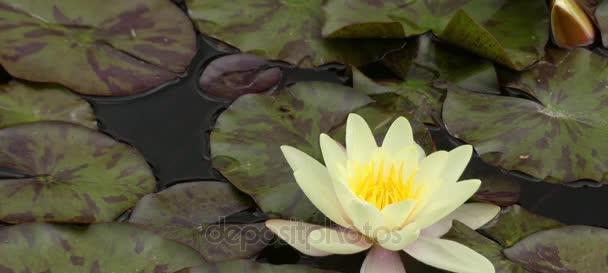 水中花园属水植物的奇妙世界是什么？探秘水中花园中的奇妙植物