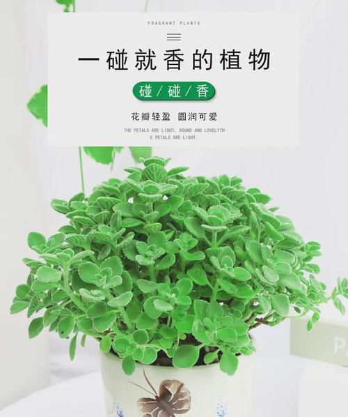 属羊的人适合种什么植物？探讨属羊人适宜种植的植物种类和方法