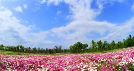 雁来红有哪些花语？古老的花之传承