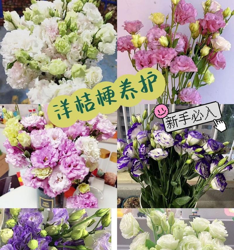 洋桔梗花语及种植方法是什么？探索洋桔梗的美丽花语