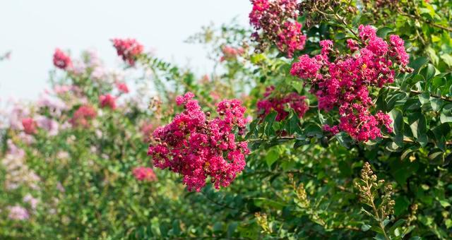 松树是不是草本植物？探究松树的分类、生长特征和形态特征