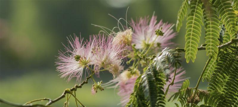 夜合花有哪些花语与传说？探秘夜合花的神秘之美