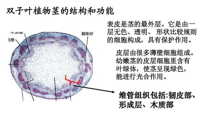 树叶是植物吗？揭开树木植物营养器官的奥秘