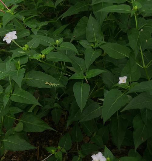 夜来香花有什么花语与传说？芳香扑鼻的夜间之美，迷人的夜来香花语和神秘的传说