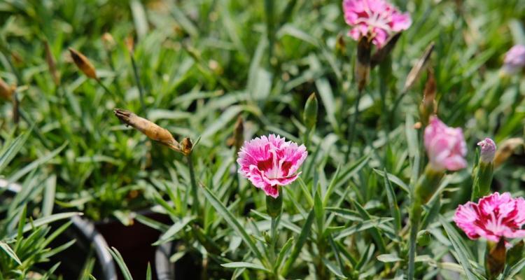 探寻乌鲁木齐市花之谜（乌鲁木齐市花的意义及相关文化解读）