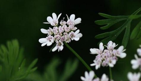 香菜是否会开花（探究香菜的生长特点和开花现象）