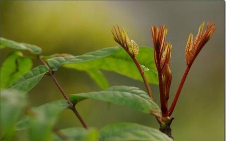 香椿树开花的寓意与预示（传递春天的气息）