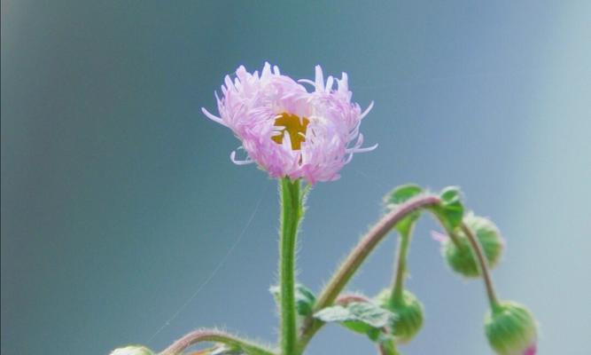 一年蓬的花语与寓意——永恒的美丽与坚韧（回望过去）