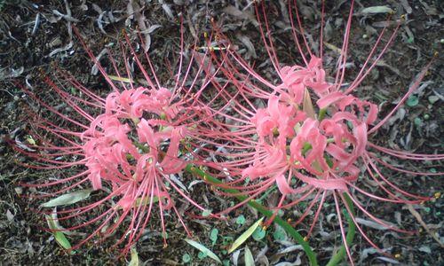 花开花落，花语代表是你的花（探索不同花语的含义）