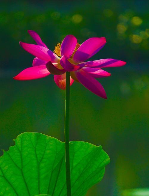 花的高贵纯洁——探寻自然之美（以花为媒体）