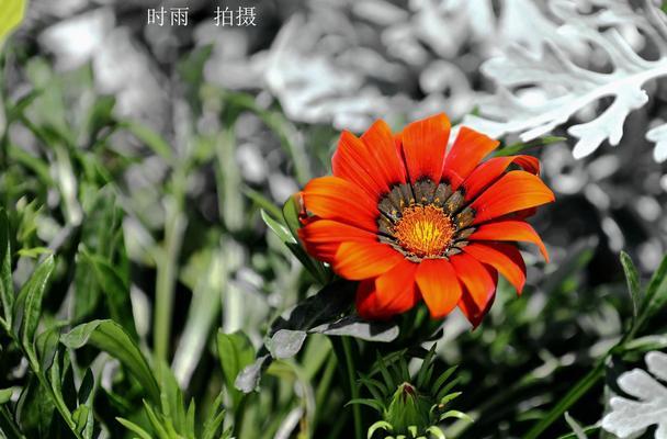 勋章菊花之花语及寓意（探究勋章菊花的象征意义及文化内涵）