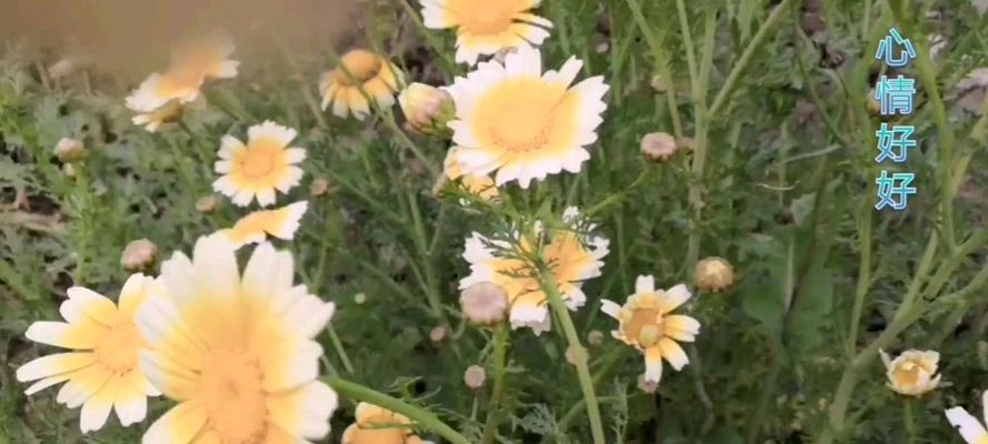 野菊花花语与自由奋斗（探寻野菊花花语的深层意义）