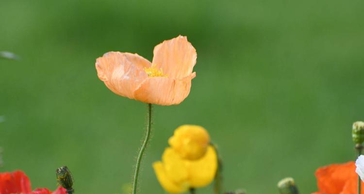 虞美人花语之美丽红颜（唤醒心灵的花海梦境）