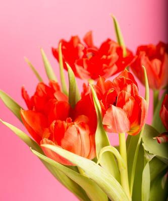 郁金香花的种植与寓意（品味春天的瑰宝─郁金香花开富贵芬芳）