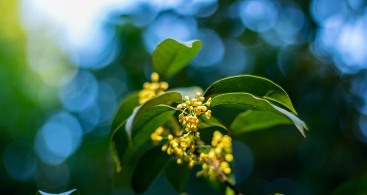 月桂花的花语与美丽传说（传承千年的神秘花朵）