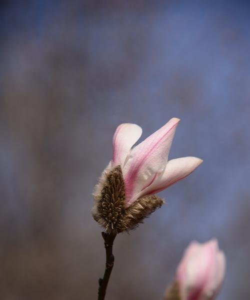 紫玉兰花（传递美丽与勇气的紫玉兰花）