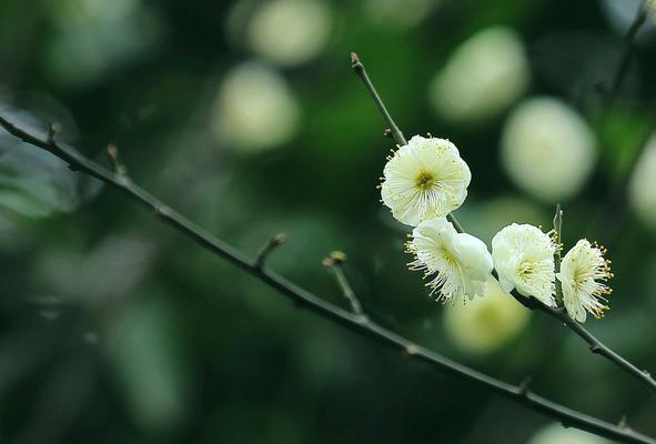 白梅花的花语与意义（寒冬之中的坚强与希望）