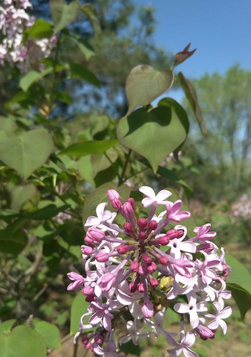 丁香花（探寻丁香花的多重寓意与应用领域）