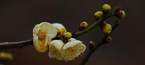 冬日梅花的美丽寓意（梅花的坚韧与希望）