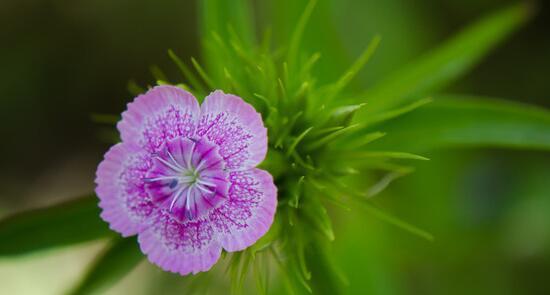 花语传说（以各种花的花语及传说为主题）