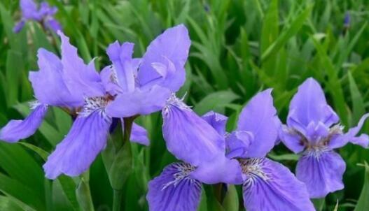 蒲公英与鸢尾花（探寻蒲公英与鸢尾花的神秘花语）