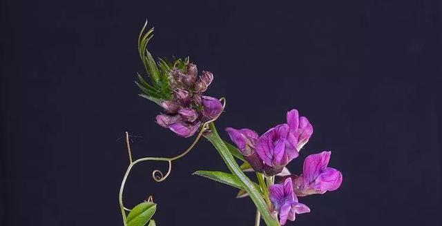 认识采薇植物（探寻采薇的生态环境）