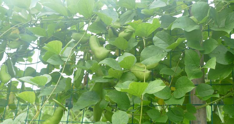 菜豆是被子植物吗（探索菜豆的植物学特征）