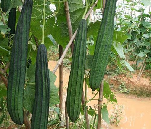 菜瓜种植最佳时间（春季如何种植菜瓜）