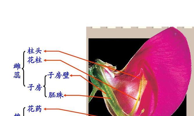 如何快速剥皮蚕豆瓣（掌握这些技巧）