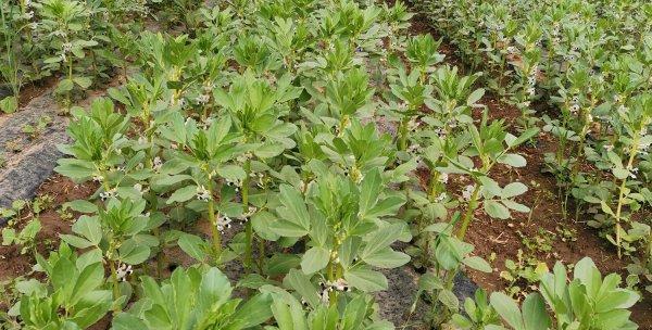 山东蚕豆种植指南（掌握种植时间和技巧）