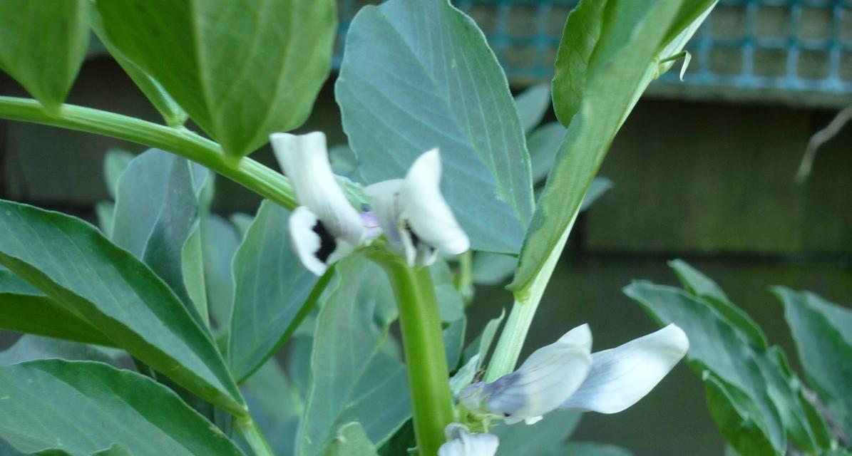 认识蚕豆（探究蚕豆在被子植物中的地位）